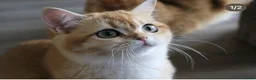 British Shorthair cats for sale: 3 stunning golden kitty’s  - Advert 1