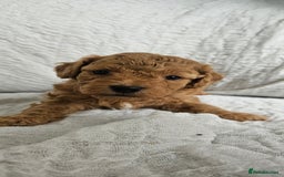 Mini Goldendoodle dogs for sale: Toy Golden Doodles ~ Mini, Loving & Hypoallergenic - Image 18