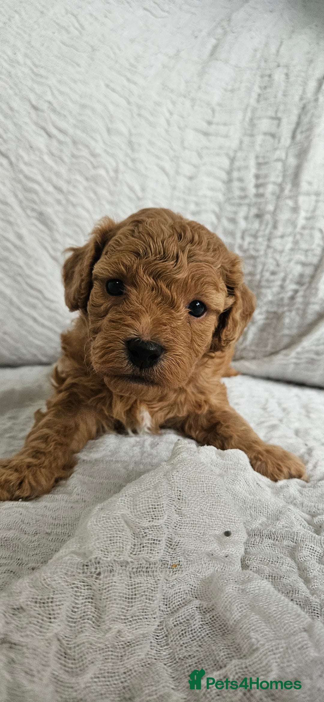 Mini Goldendoodle dogs for sale: Toy Golden Doodles ~ Mini, Loving & Hypoallergenic - Image 18