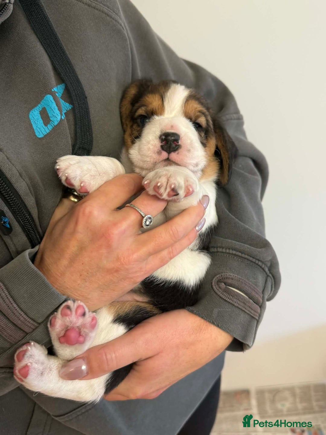 Beagle dogs for sale: Dialynne have puppies available  - Advert 8