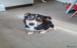 Border Collie dogs for sale: 18 mth old girl - Image 4