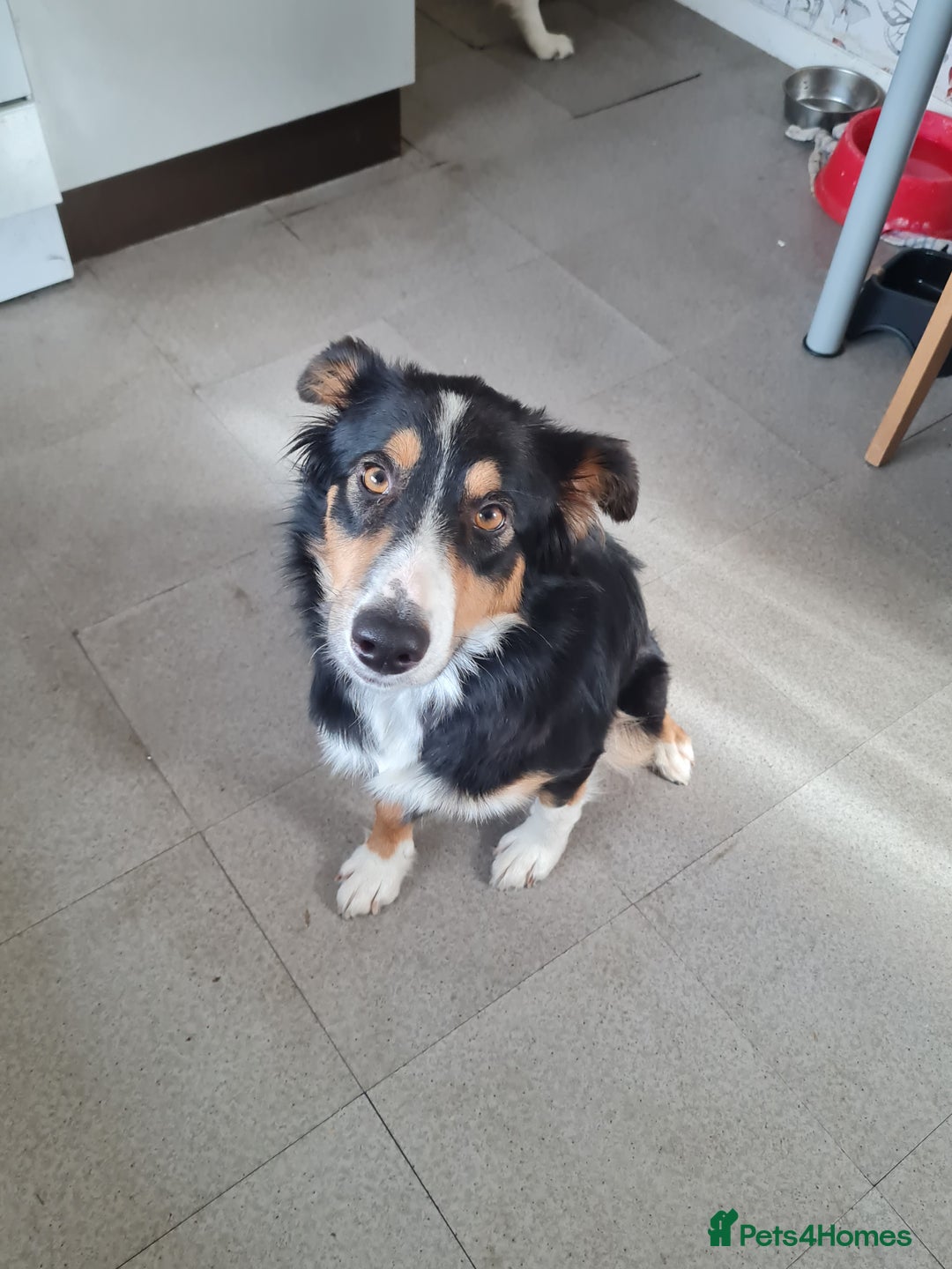 Border Collie dogs for sale: 18 mth old girl - Image 4