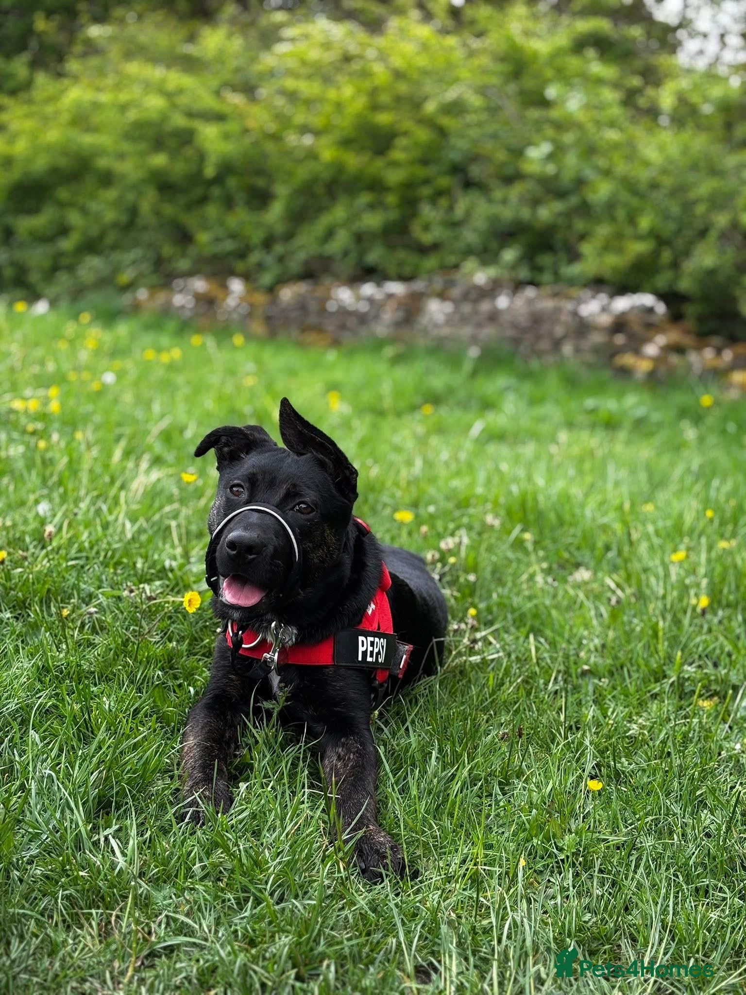 Mixed Breed dogs Pepsi - German Shepard x staffy 7 months - Advert 13