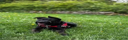 Mixed Breed dogs for sale: Pepsi - German Shepard x staffy 7 months in Leyland - Advert 1