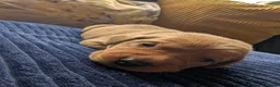 Labrador Retriever dogs for sale: Red fox Labrador puppies 4 male 3 female  - Advert 5