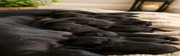 Borador dogs for sale: Beautiful borador puppies  - Advert 6