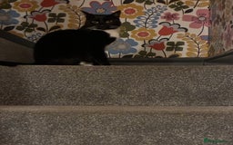 Mixed Breed cats for sale: Black and White House cat  - Image 4