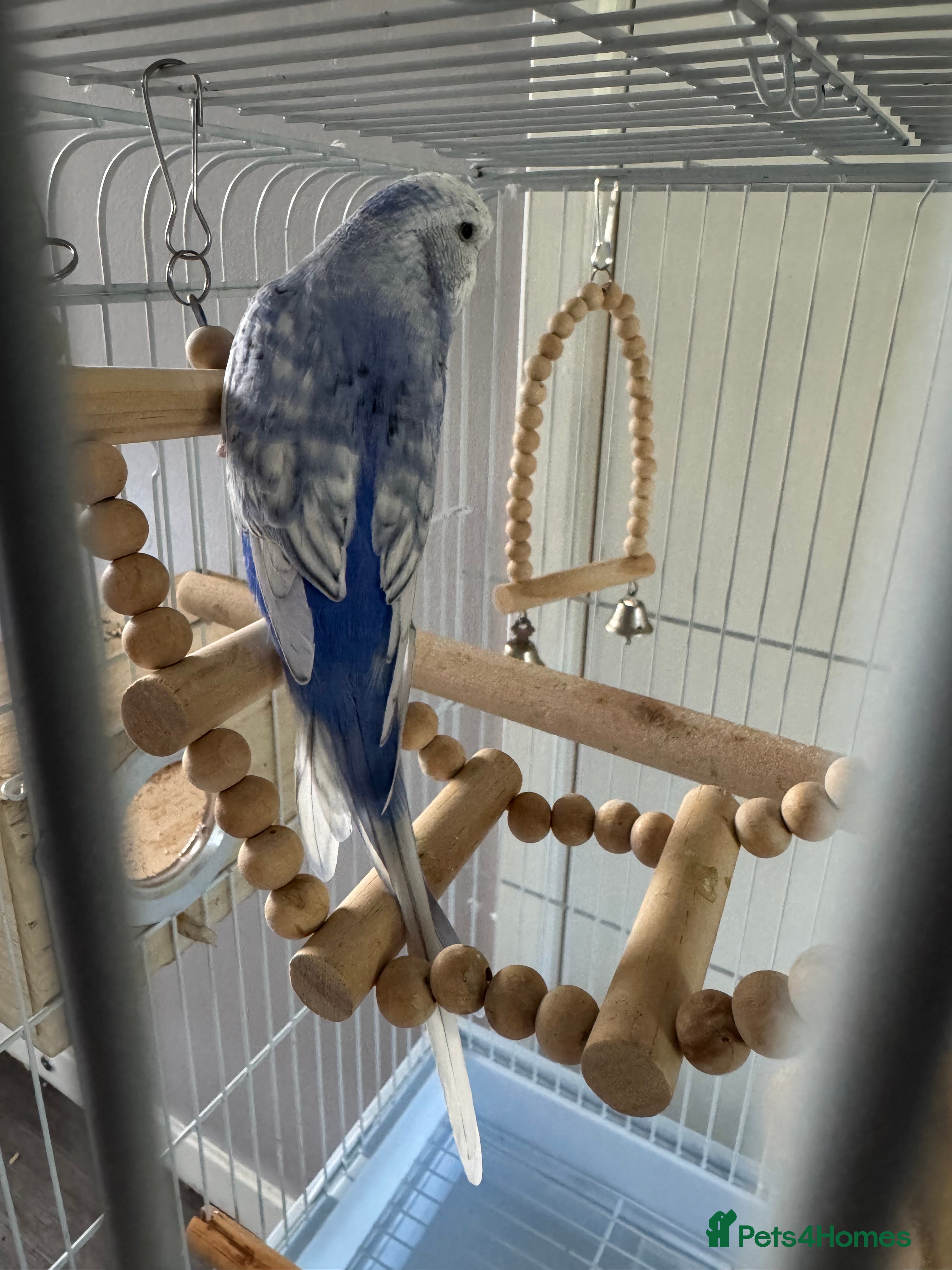 Budgerigars birds Budgie and cage full set up  - Advert 7
