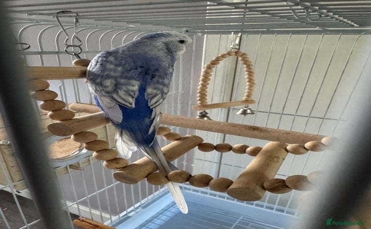 Budgerigars birds - Advert 1