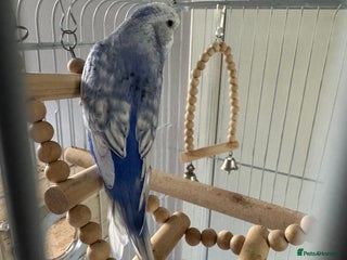 Budgerigars birds - Advert 4