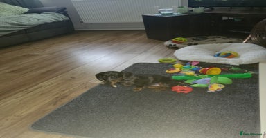 Dachshund dogs - Advert 10