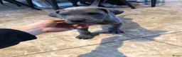 Great Dane dogs for sale: Great Dane Looking For Loving New Home - Advert 20