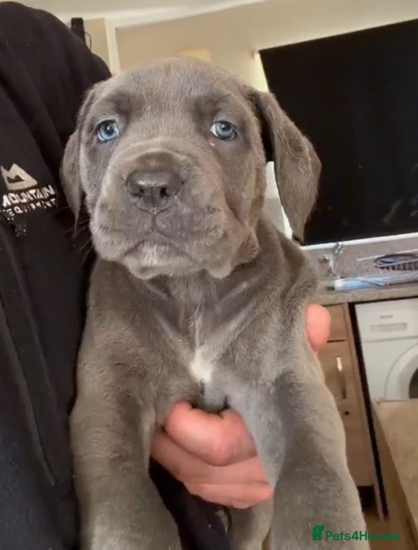 Mixed Breed dogs Cane Corso - Advert 1