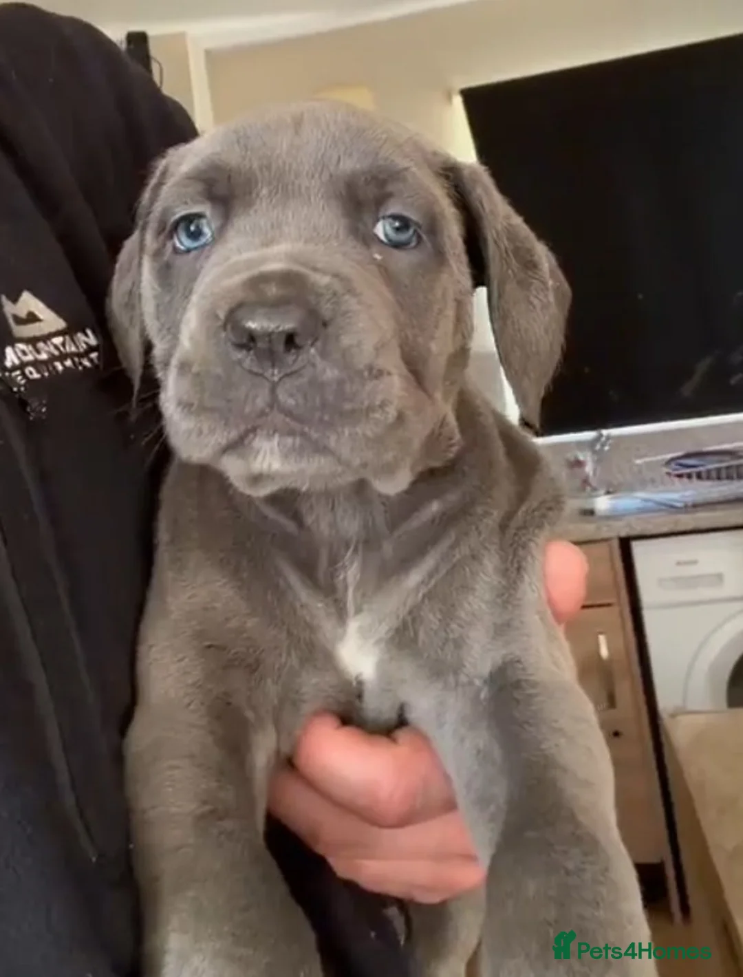 Mixed Breed dogs for sale: Cane Corso - Advert 1