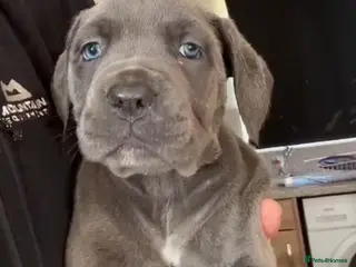 Mixed Breed dogs Cane Corso - Advert 6