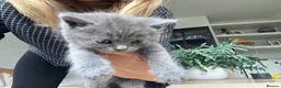 British Shorthair cats for sale: Our British Shorthair has had 5 Beautiful Kittens - Advert 11