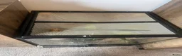 Gecko reptiles for sale: Two male Crested geckos in Boston - Advert 14