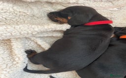 Miniature Dachshund dogs for sale: Miniature Dachshund Puppies   in Pontefract - Image 4