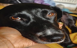 Mixed Breed dogs for sale: Senior Cockerjack for rehoming - Image 4