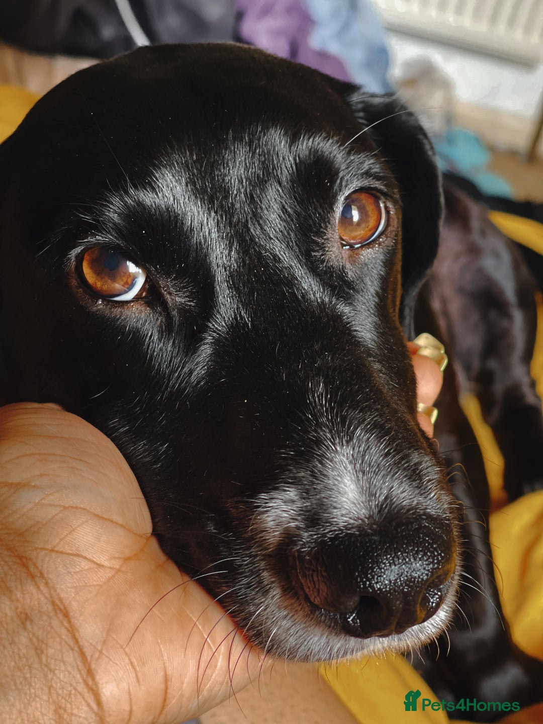 Mixed Breed dogs for sale: Senior Cockerjack for rehoming - Image 4