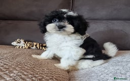 Cockapoo dogs for sale: Fully Vaccinated Best Friend Sofa Companions 🥰   - Image 13