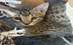 Savannah cats for sale: Stunning F4 kittens ready for their forever homes - Image 5