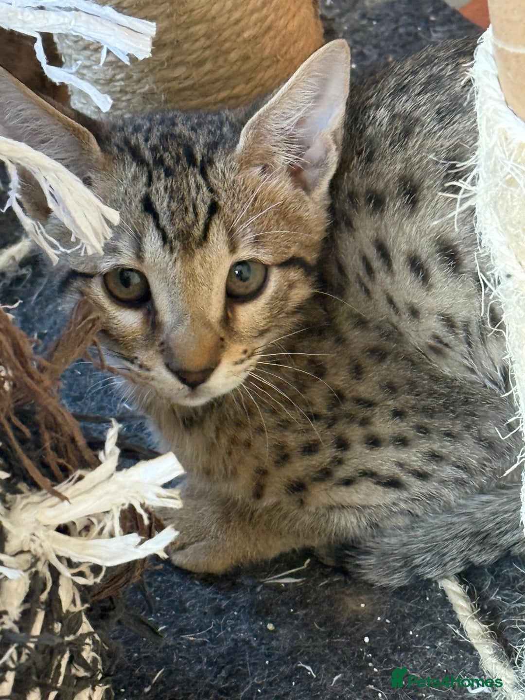 Savannah cats for sale: Stunning F4 kittens ready for their forever homes - Image 5