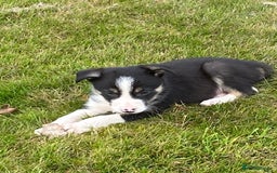 Border Collie dogs for sale: Farm bred border collie pups for sale - Image 8