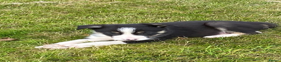 Border Collie Puppy 5