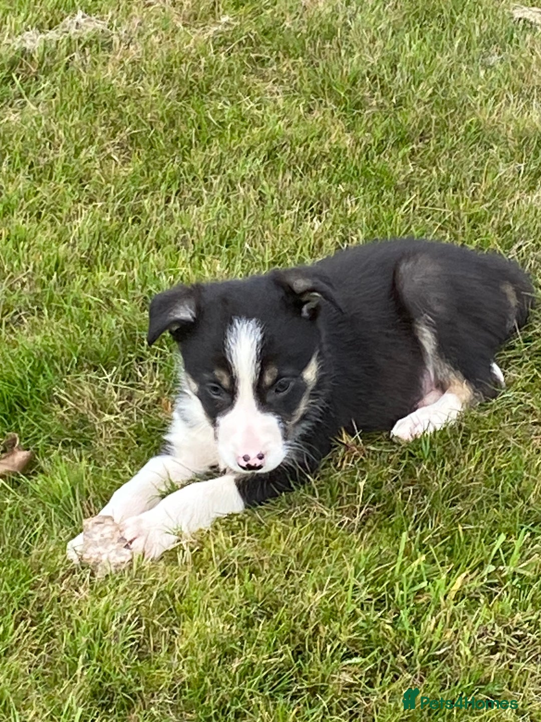 Border Collie dogs for sale: Farm bred border collie pups for sale - Image 8