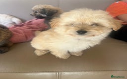 Pomapoo dogs for sale: Beautiful, Pomapoo puppies - Image 18