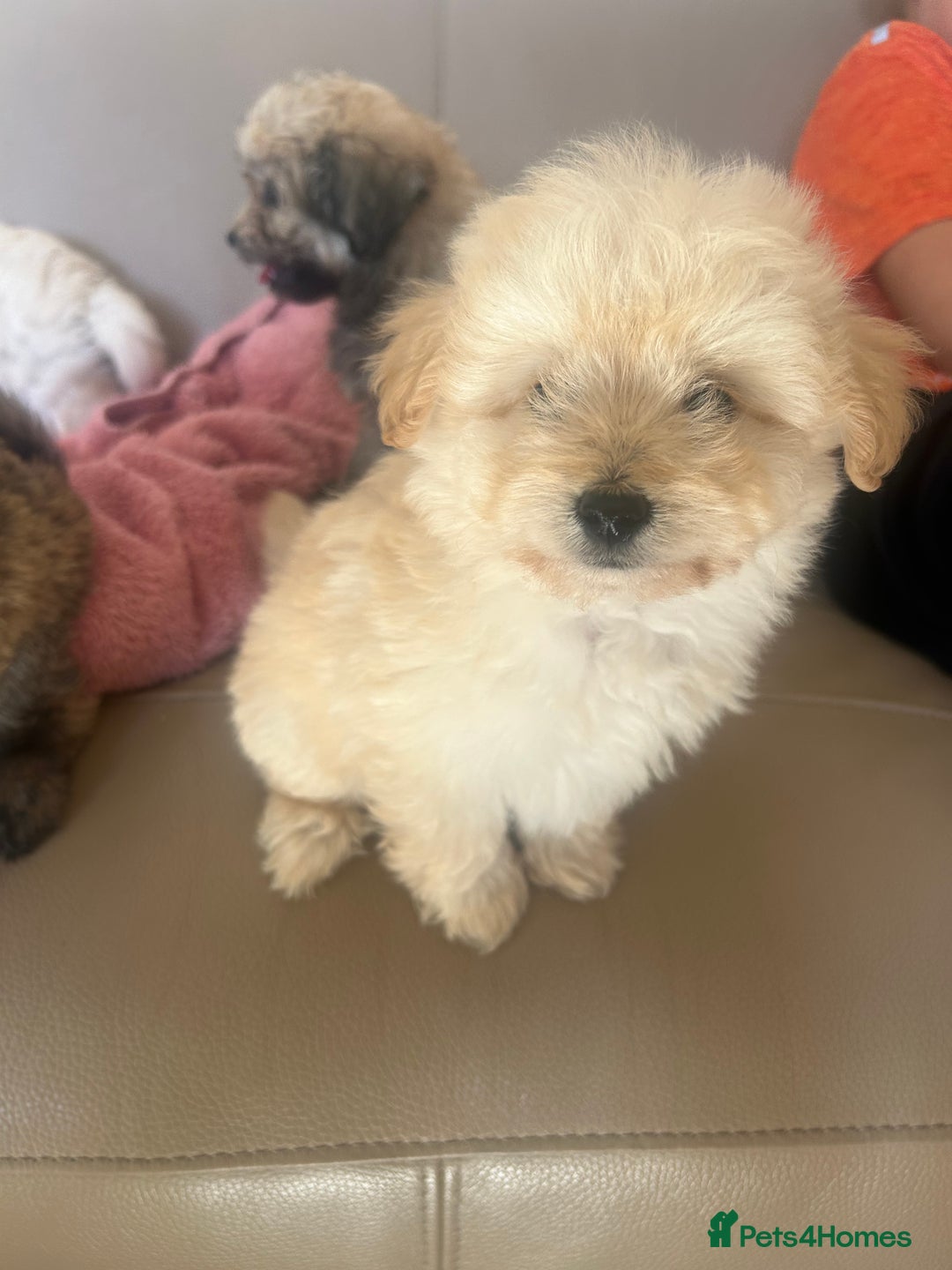Pomapoo dogs for sale: Beautiful, Pomapoo puppies - Image 18