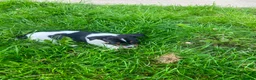Jack Russell dogs for sale: Beautiful Jack Russell Girls Available  - Advert 19