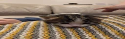Mixed Breed cats for sale: Female kitten - Advert 9