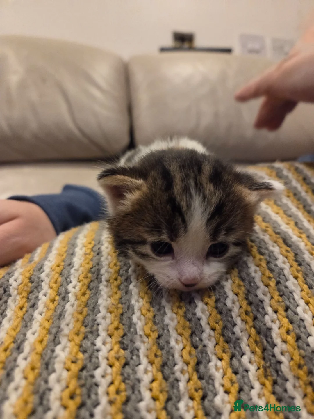 Mixed Breed cats for sale: Female kitten - Advert 9