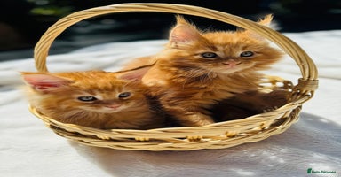 Maine Coon cats - Advert 10