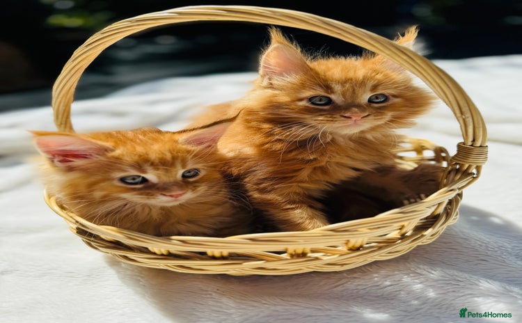 Maine Coon cats - Advert 3