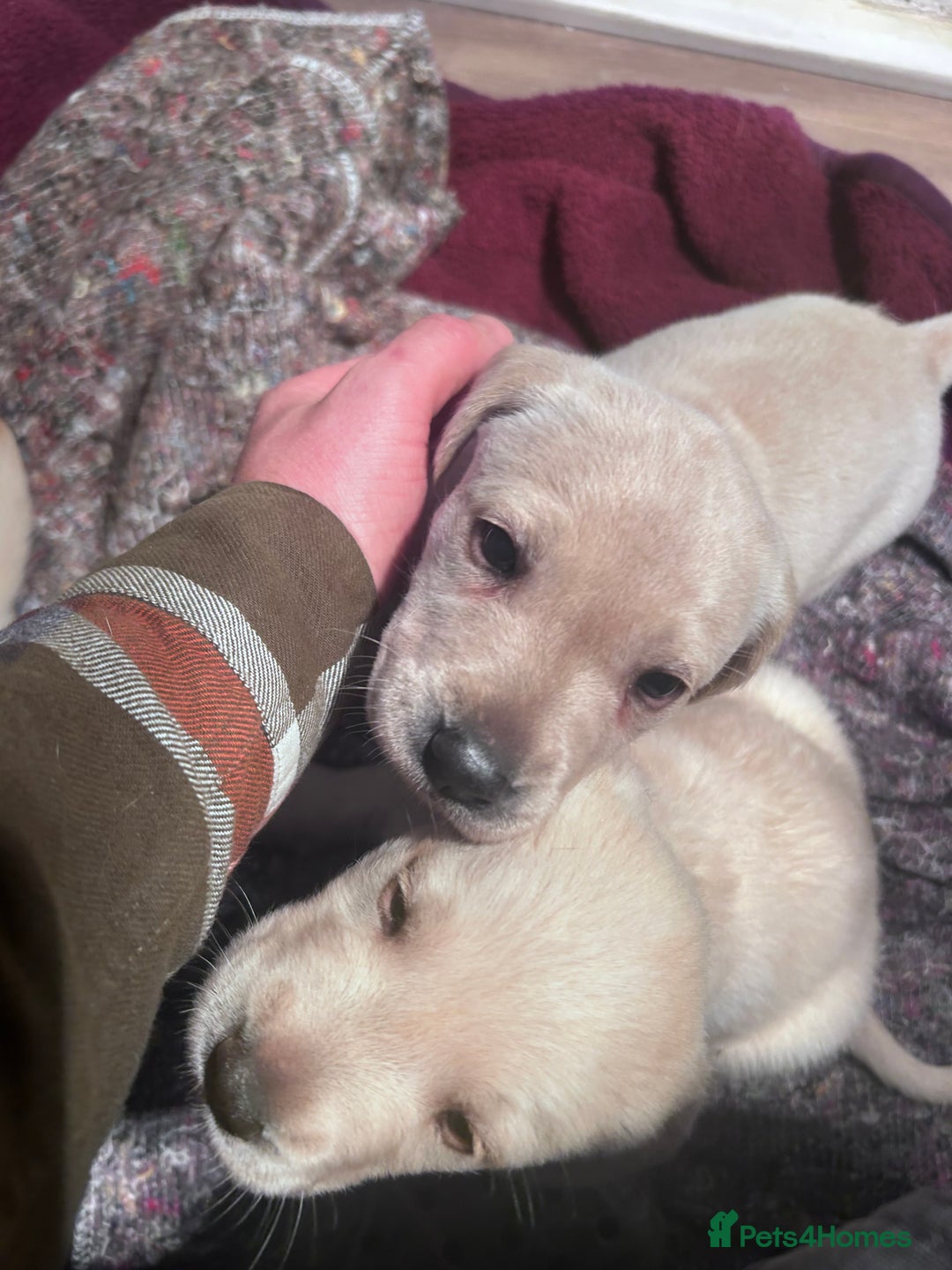 Labrador Retriever dogs for sale: Beautiful KC Reg Lab Pups - Advert 6