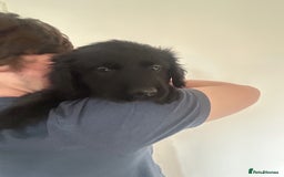 Labrador Retriever dogs for sale: Stunning Black Labrador Retriever Puppies in London - Image 9