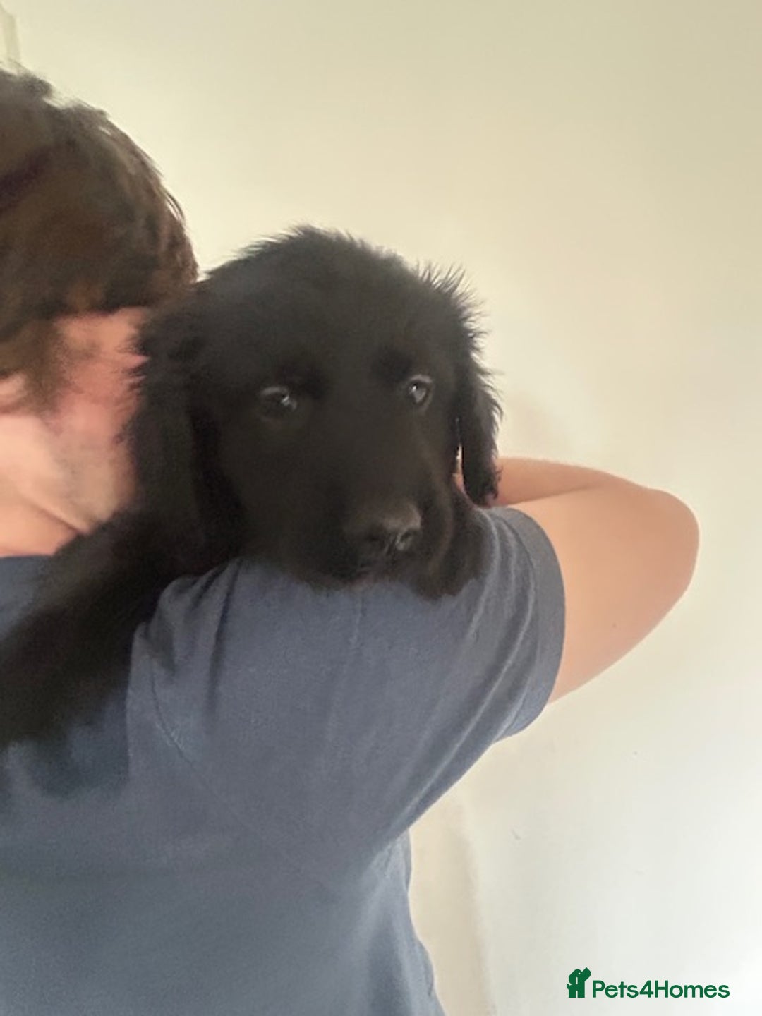 Labrador Retriever dogs for sale: Stunning Black Labrador Retriever Puppies in London - Image 9