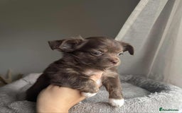 Chihuahua dogs for sale: READY TO LEAVE SOON Tiny Blue Longhair Chihuahua  - Advert 16