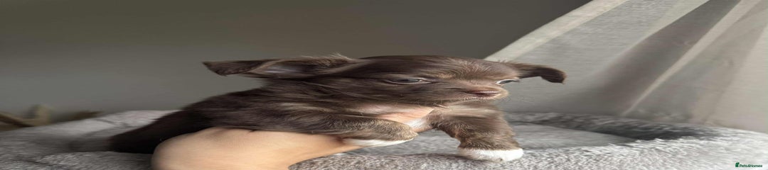 Chocolate Longhair Chihuahua 