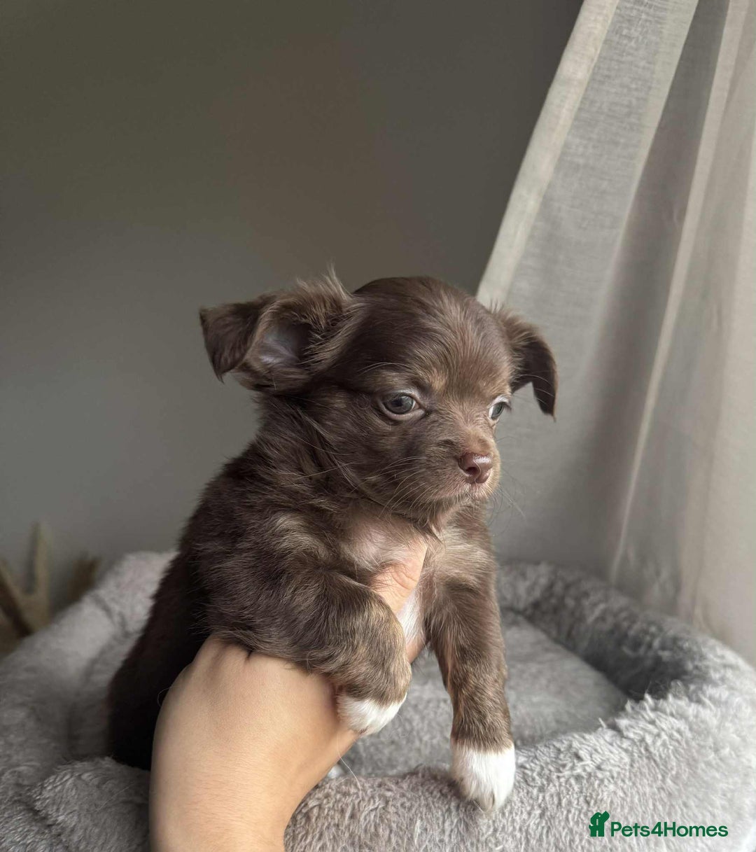Chihuahua dogs for sale: READY TO LEAVE SOON Tiny Blue Longhair Chihuahua  - Advert 16