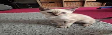 Bengal 4