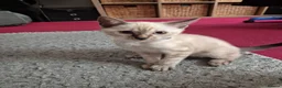 Bengal cats for sale: Bengal Kittens  - Advert 3