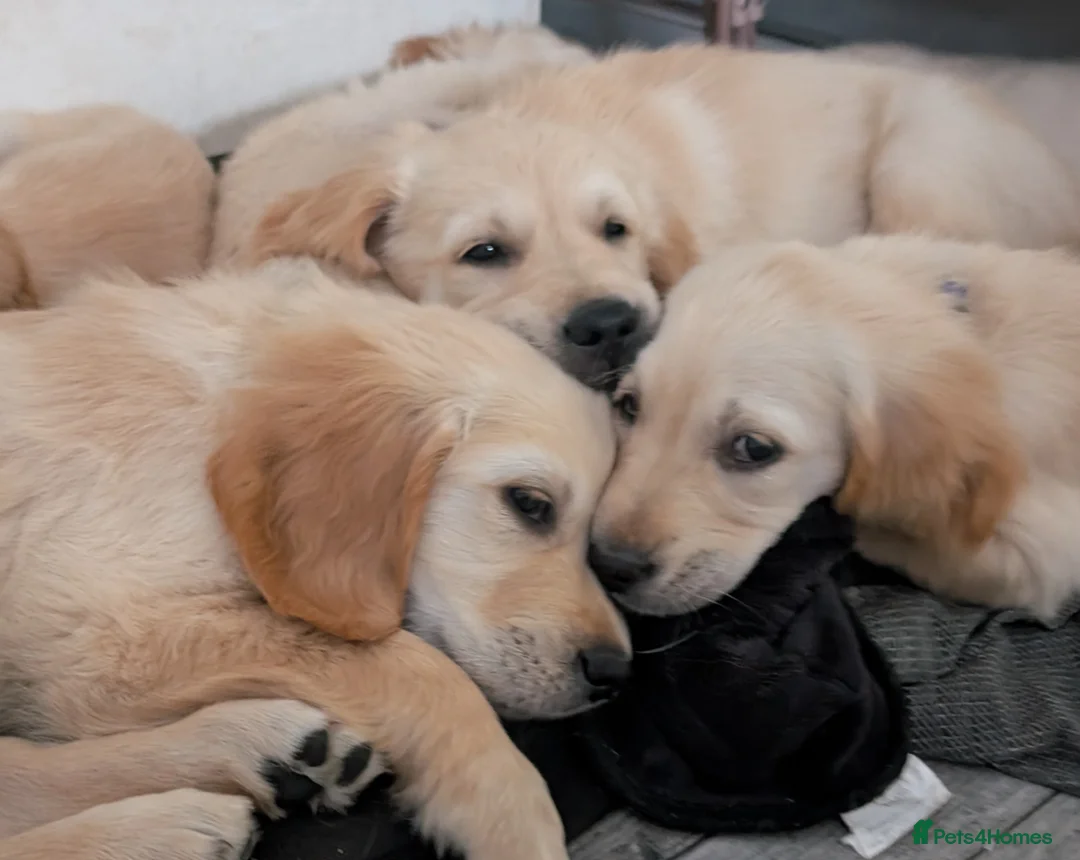 Golden Retriever dogs for stud: Catrigg macadamia (MAX) - Advert 24