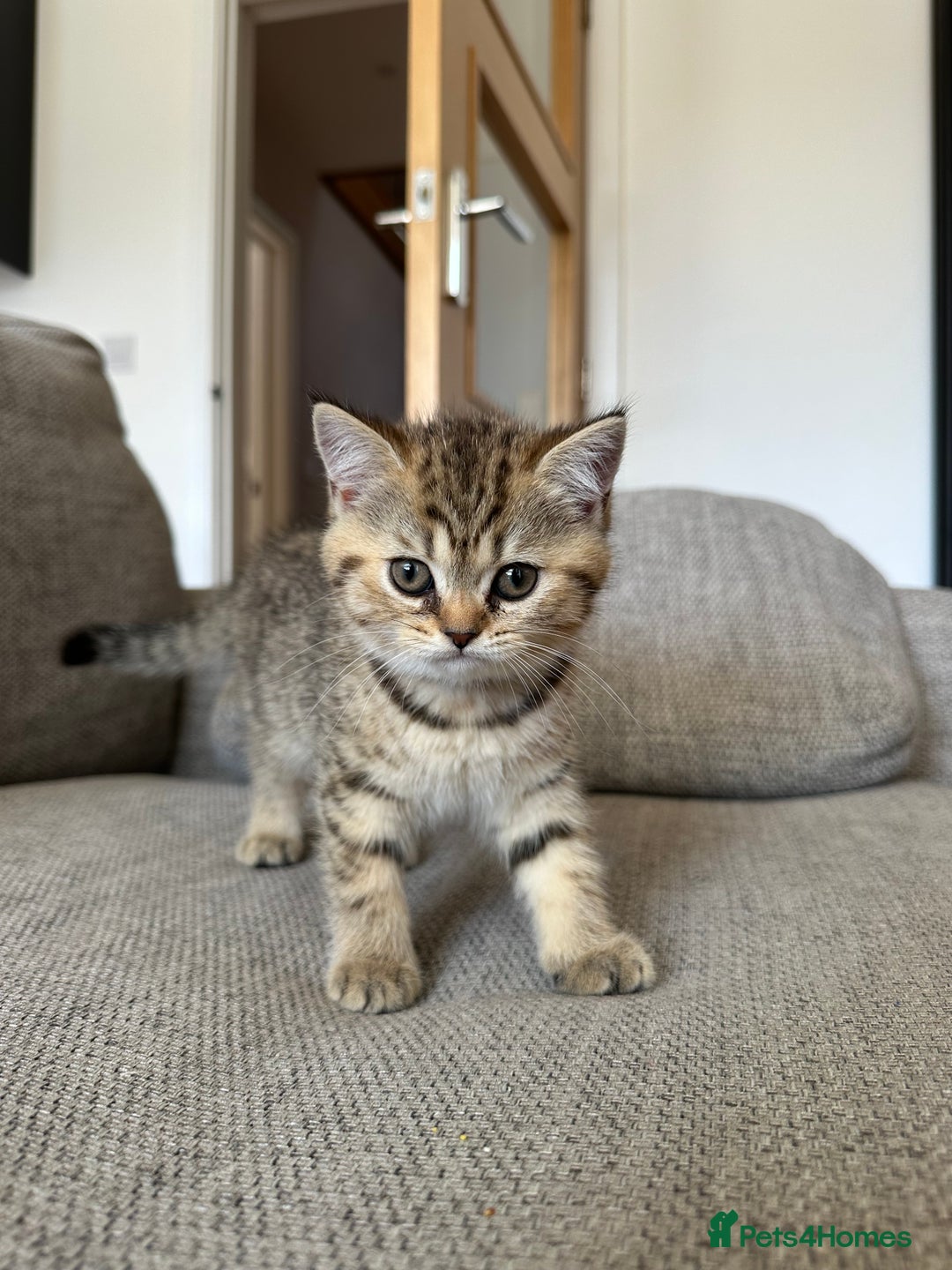 British Shorthair cats for sale: BSH kittens for sale - SOLD - Image 8