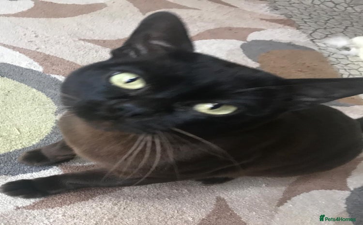 Burmese cats in Billingshurst - Advert 4