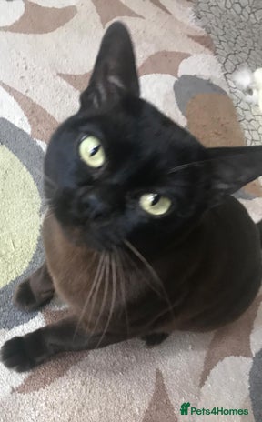 Burmese cats in Billingshurst - Advert 5