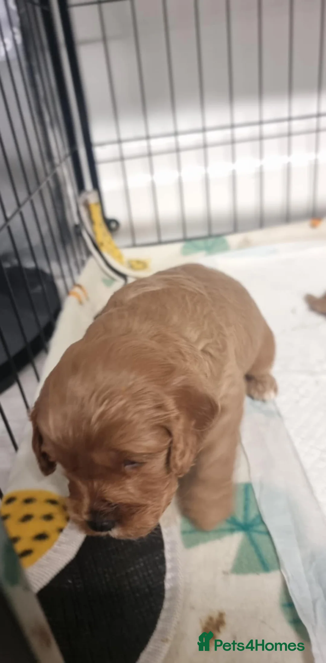 Cavapoo dogs for sale: Cavapoo - Advert 7